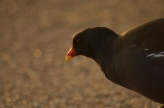 The colour of the tarmac made this moorhen really stand out for me