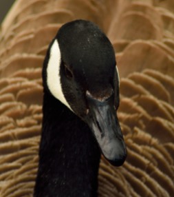 Looking down on this Canada Goose in Brockwell park offered me a great portrait against it's own feathers