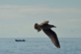 An attempt at panning which came out nicely here in Tenerife where the boats are often folloed by many gulls